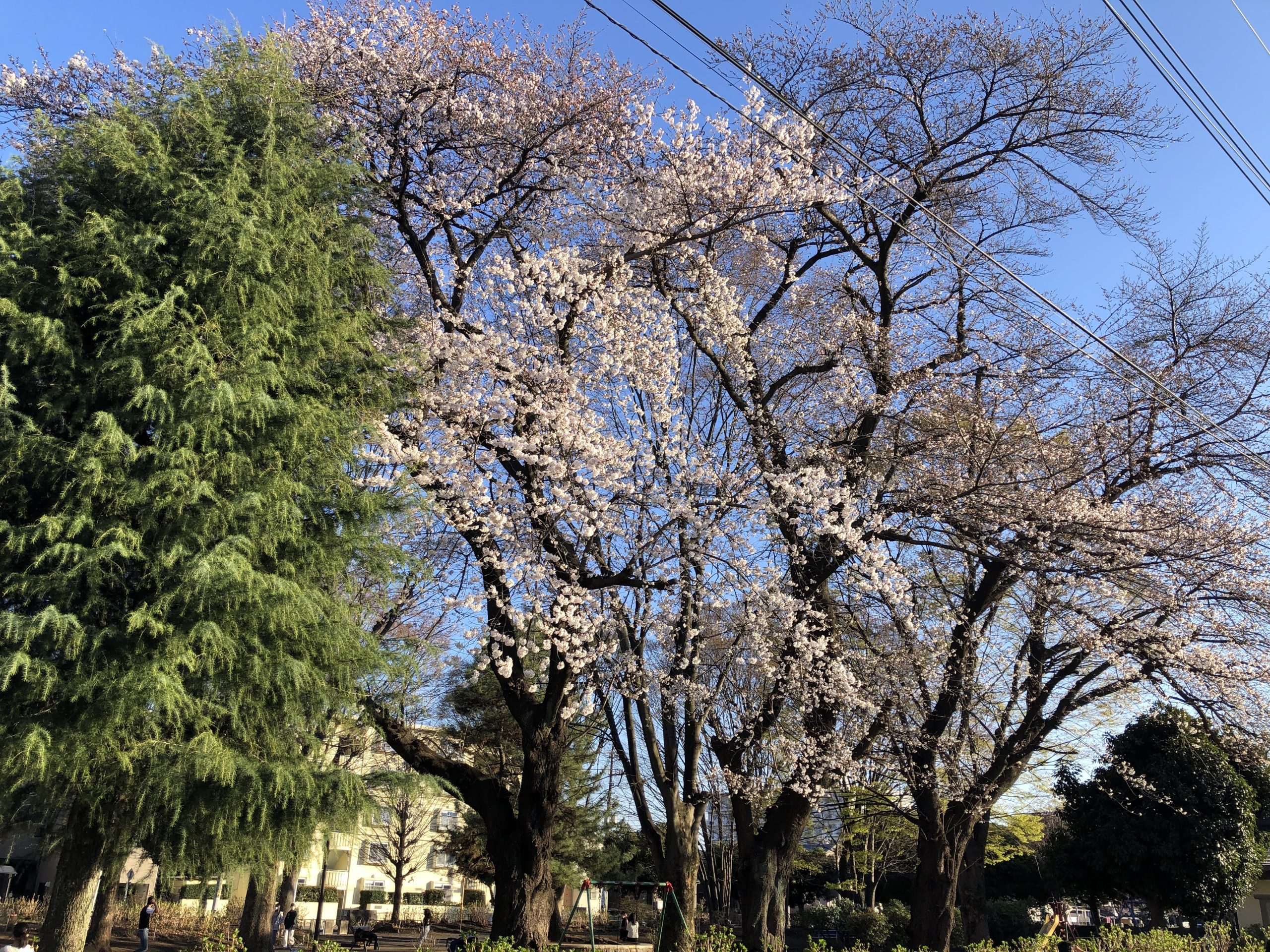 中原公園2023年の桜
